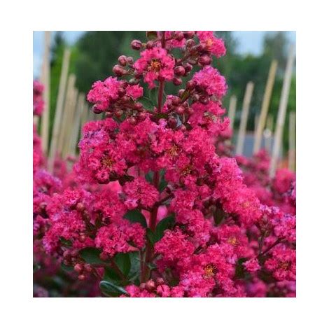 Lagerstroemia Indica Fuchsia D T