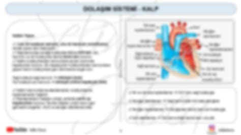 SOLUTION 11 Sinif Dolasim Sistemi Kalp Ozet Studypool