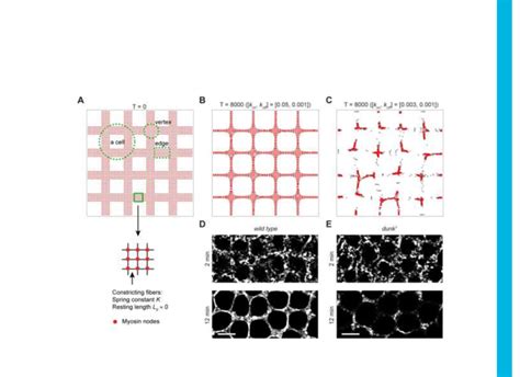 Computer Simulation Demonstrates The Link Between Cortical Myosin