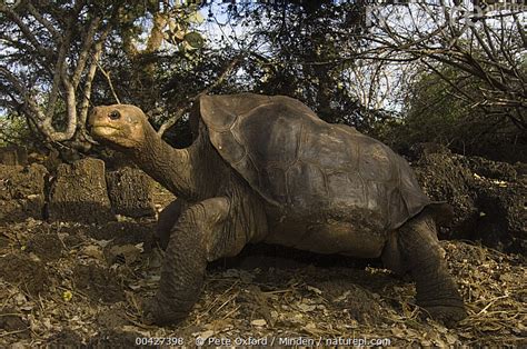 Stock Photo Of Pinta Island Galapagos Tortoise Chelonoidis Abingdoni