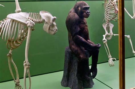 Museum Visitors Split On Returning Stuffed Gorilla To Uk