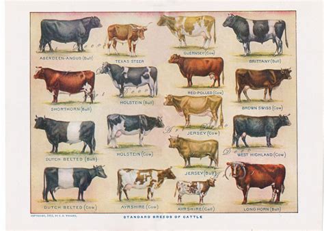 Vintage Printable Cow Print Beef And Dairy Cattle