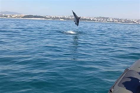 Lisbon Dolphin Watching Tour Hellotickets