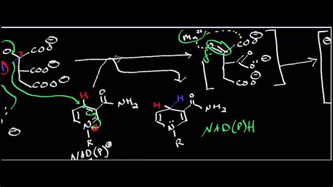 Biochemistry | Isocitrate Dehydrogenase Mechanism - YouTube