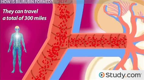 Bilirubin Urobilinogen In Urine Definition Types Video Lesson