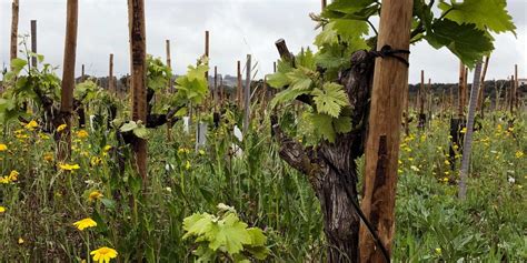 Jahre Alter Wein In Sevilla Entdeckt Nachrichten Aus Mallorca