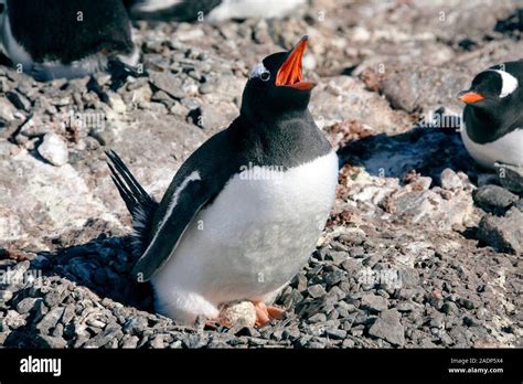 Gentoo Penguin Pygoscelis Papua Incubating An Egg The Female Lays Up To Two Eggs And Both