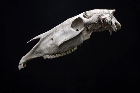 The Horse Skulls Hidden In The Dance Floors Of Ireland Jstor Daily