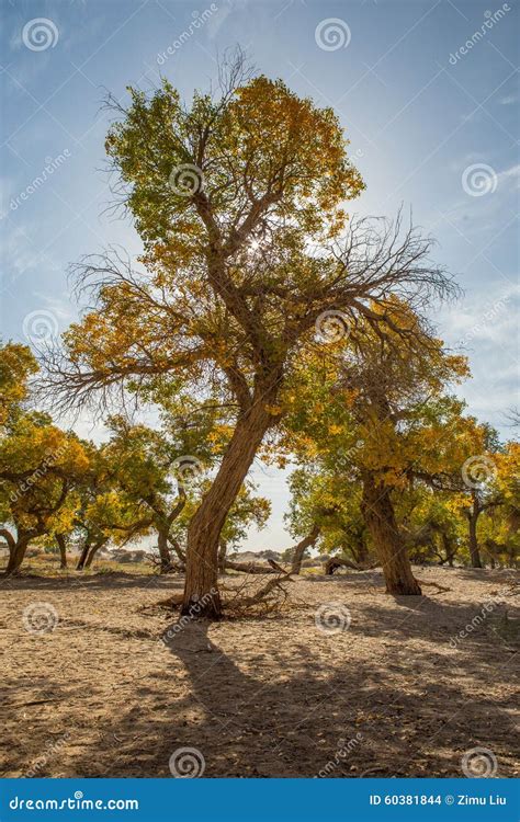 Populus Euphratica In The Sunshine Stock Photo Image Of Desert