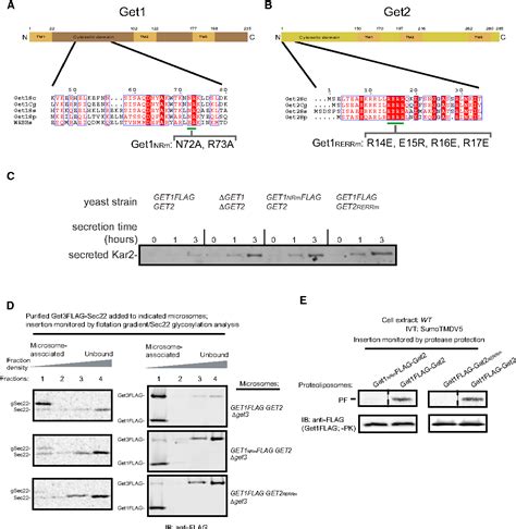 Figure From The Mechanism Of Tail Anchored Protein Insertion Into The