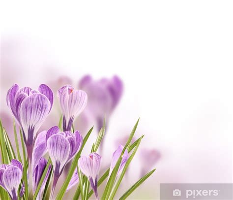 Krokus Blomster Bakgrunn Med Ledig Plass Til Tekst Pixers No