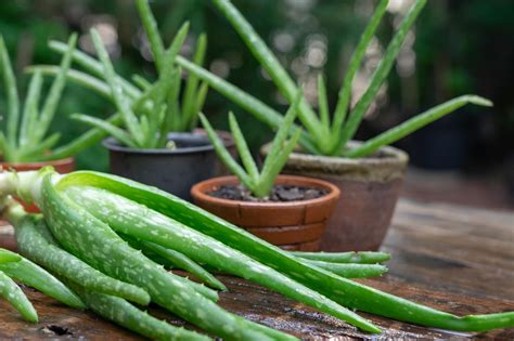 Los Cuidados Que Necesita Una Planta De Aloe Vera En Primavera El