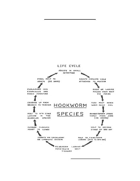 Figure 4-13. Life cycle of Ancylostoma duodenale. - Parasitology II