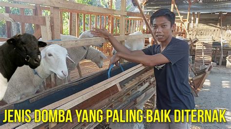 JENIS DOMBA YANG PALING BAIK DITERNAK DAN CARA CEPAT MENGEMBANGKAN