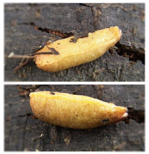 Golden Shelled Slug Naturespot