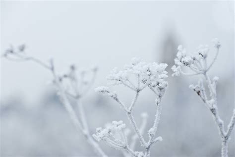 Fondos De Pantalla Monocromo Nieve Rama Hielo Escarcha Ubuntu