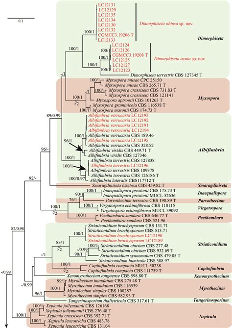 The Ml Consensus Tree Inferred From A Four Locus Concatenated Alignment