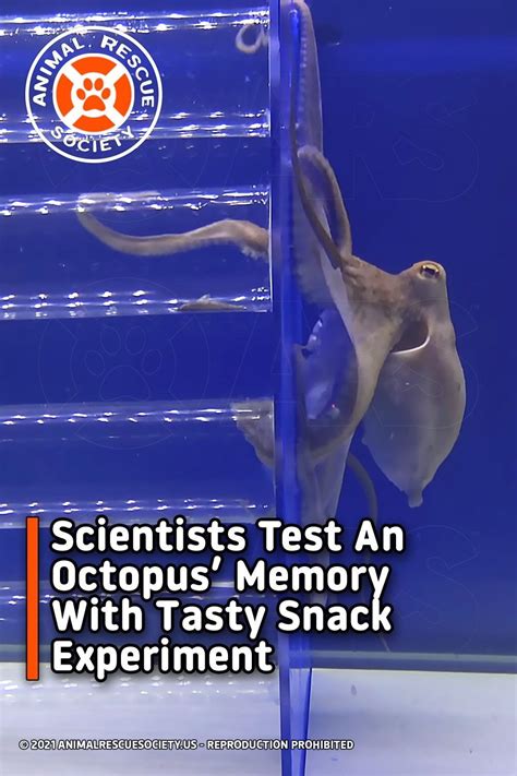 Scientists Test An Octopus’ Memory With Tasty Snack Experiment ...