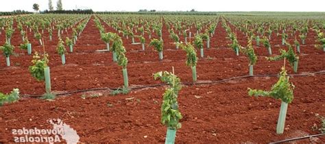 Cómo Calcular Cuántos Aspersores Necesito Para El Jardín