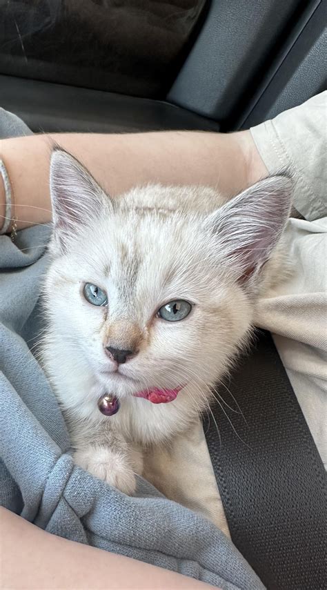 Mother was a pure bread ragdoll, I think she’s mixed with Siamese