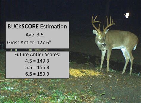 √ Scoring Whitetail Deer Antlers Alumn Photograph