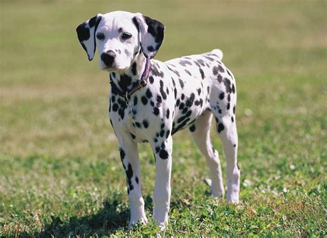 Dalmatian Puppies Wallpaper image | Free HD Wallpaper