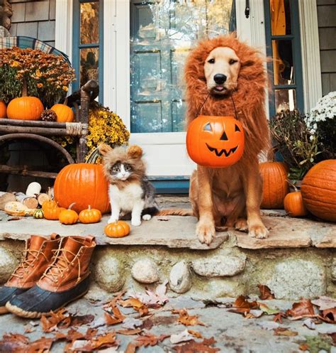 Happy Halloween Cute Animals