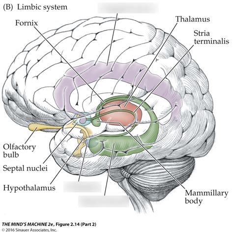 Figure B Limbic System Diagram Quizlet