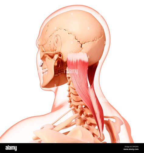 Músculo esplenio del cuello fotografías e imágenes de alta resolución