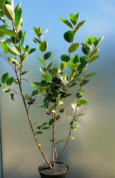 Aronia Nero