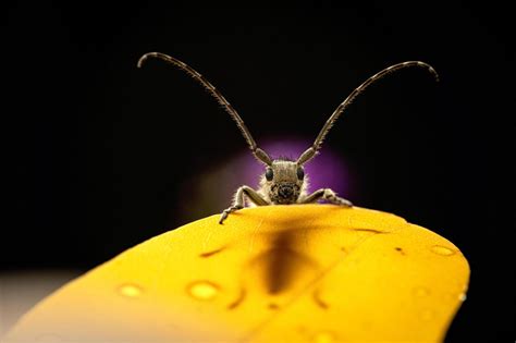 11 amazing photos that will erase your insect fears | Mashable