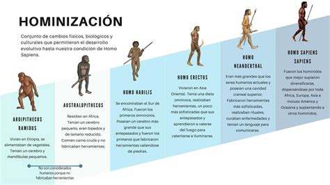 Linea De Tiempo Sobre El Proceso De Hominizacion El Sobre Importante