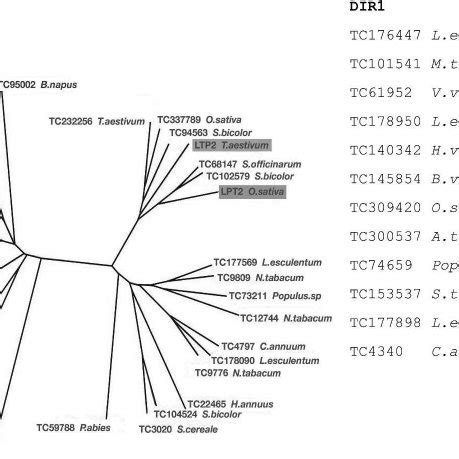 Left Panel Phylogenetic Tree Constructed From CLUSTAL Alignment