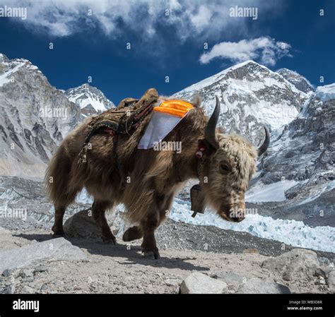 Iconic View Of A Beautiful Himalayan Yak Walking Near Everest Base Camp