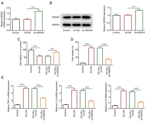 NEDD4 Attenuates Oxidized Lowdensity Lipoproteininduced Inflammation