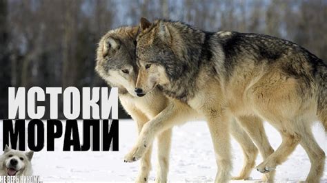 ИСТОКИ МОРАЛИ.Франс де Вааль. - YouTube
