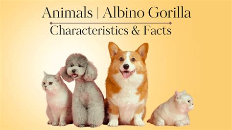 Albino gorilla Definition | Characteristics & Facts