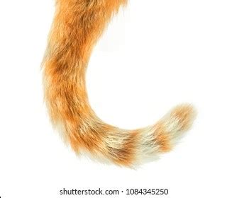 Images of Tail - JapaneseClass.jp