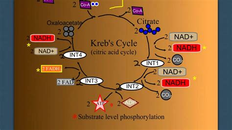 Cellular Respiration Part 2 The Kreb S Cycle Youtube