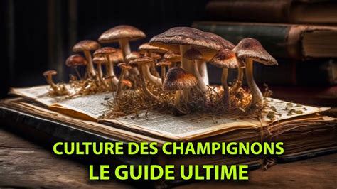 Le Guide Ultime De La Culture Des Champignons D Butants Youtube