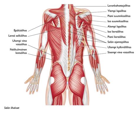 Selkäpuolen lihakset suomeksi | Human muscles, Physical education