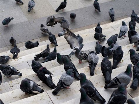 Pigeon Control Pest Guide How To Get Rid Of Pigeons