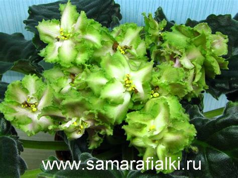 Фиалка ЛЕ-Медный Всадник