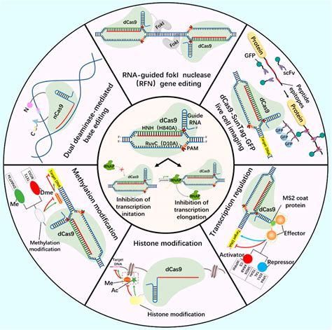 Frontiers Crispr Based M A Modification And Its Potential