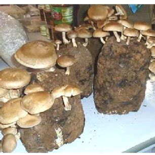 The Various Stages Of Milky Mushroom Calocybe Indica Cultivation At A