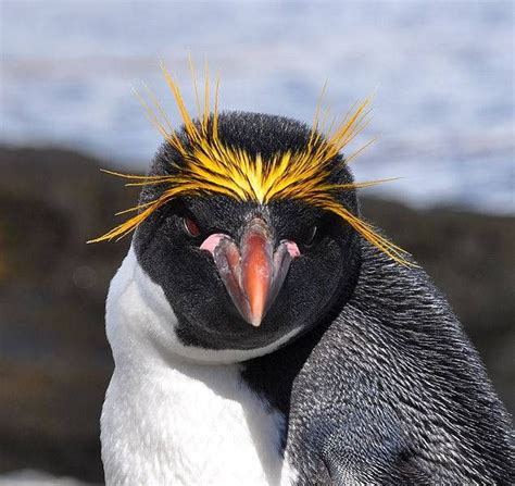 Золотоволосый пингвин | Macaroni penguin, Penguins, Penguin species