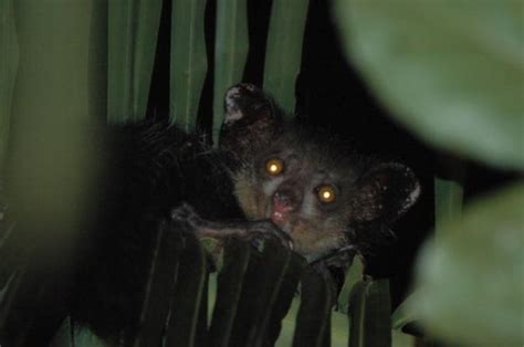 Animales nocturnos Información y ejemplos