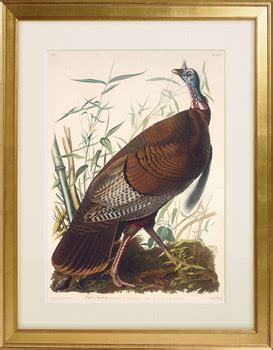 Rare Prints Edition Archives - Audubon Prints