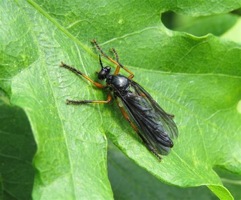 Dioctria Oelandica Male Ryton Wood Warwickshire G Flickr