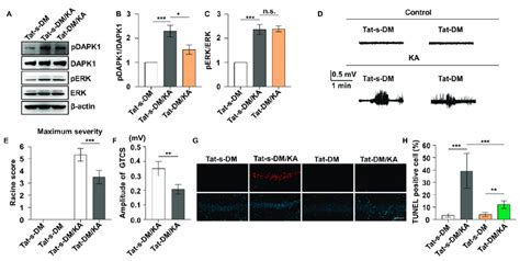 Tat DM Rescues Seizure Severity And Reduces Neuronal Apoptosis Induced